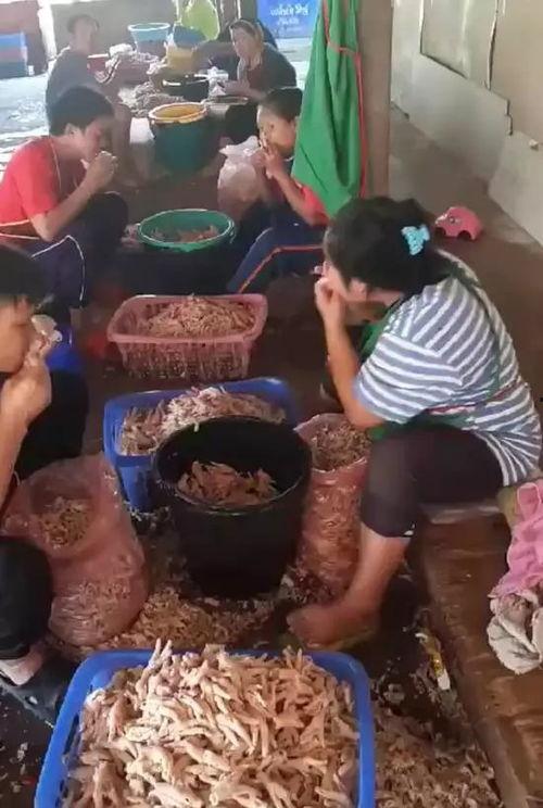 爆料无骨鸡脚视频,视频爆料揭示惊人真相